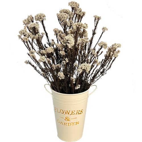 Dried Flower Rice Flower White Dogwood 20 piezas miniatura 3