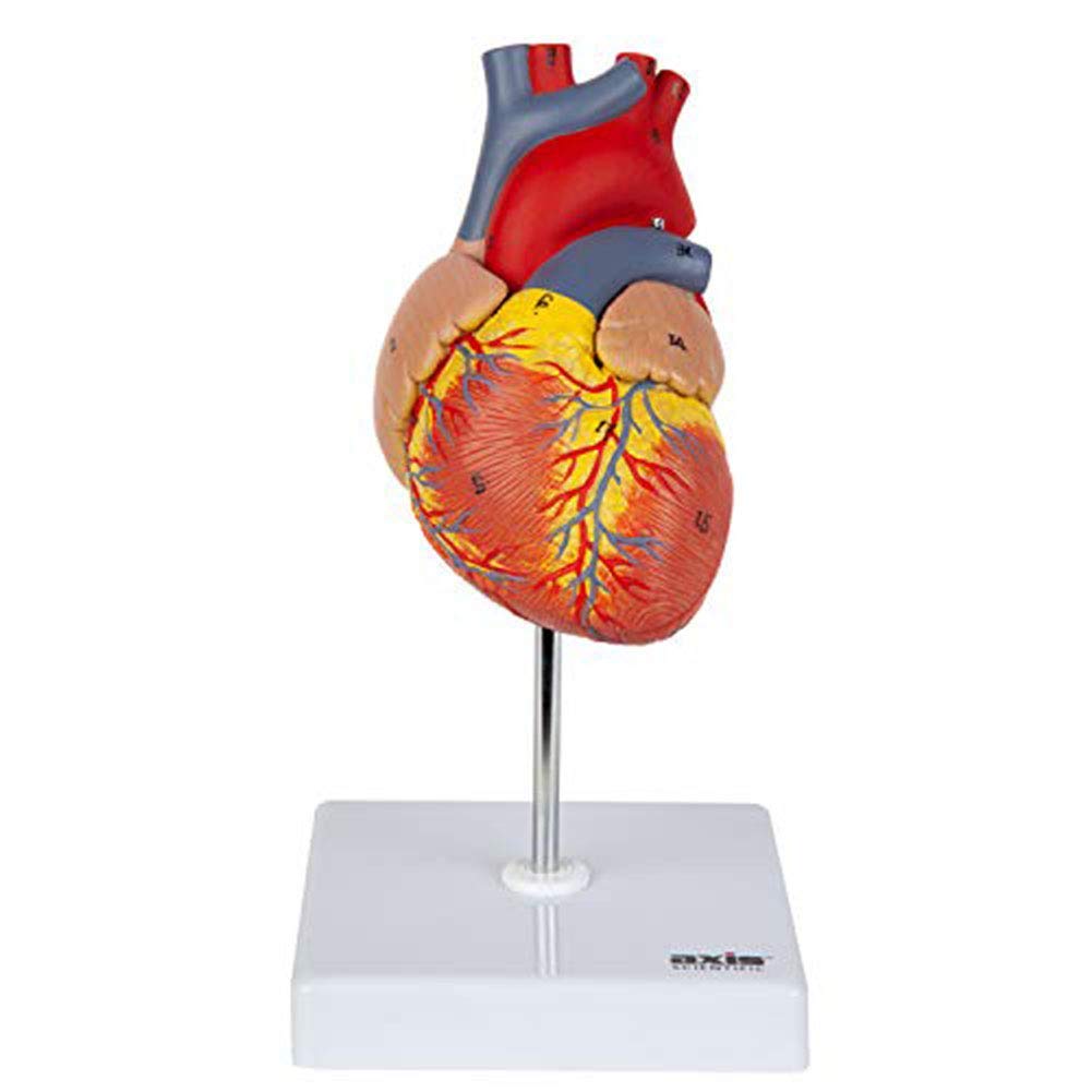 Modello Anatomico del Cuore Umano Naturale di Grandi Dimensioni - 34 Segni - Rapporto Normale - Comunicazione Medico-Paziente - Apprendimento Educativo