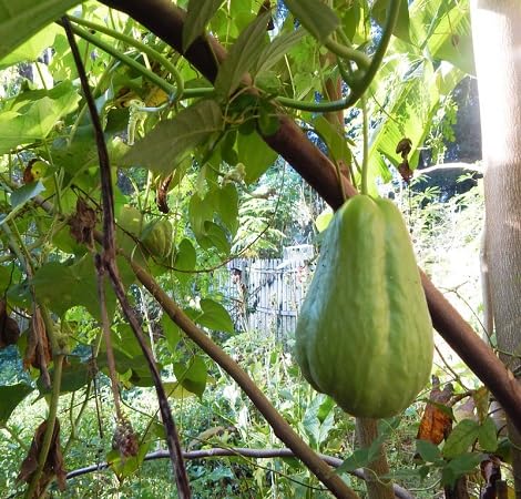 Generisch 297970 Chayote-Fruchtsamen, 50 Stück, Grün