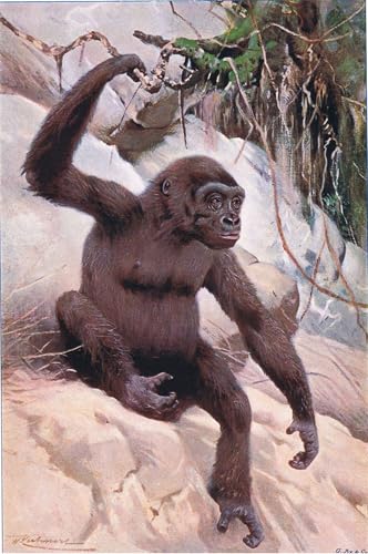 Illustration de gorille Kuhnert pour grand tableau mural nature sauvage, salon et bureau