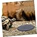 YARNOW 2pcs Nail Polishing Bowl Turtle Basking Platform Lizard Tank Accessories Live Turtle Supply
