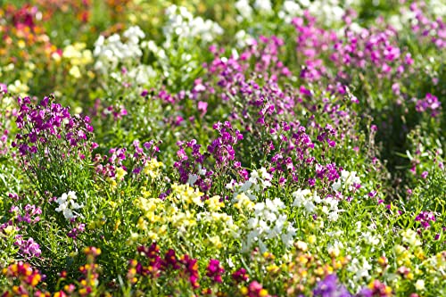 "Northern Lights" Toadflax Flower Seeds For Planting, 5000+ Seeds Per Packet, (Isla's Garden Seeds), Non Gmo & Heirloom Seeds, Botanical Name: Linaria Maroccana, Great Home Garden Gift #TOP1
