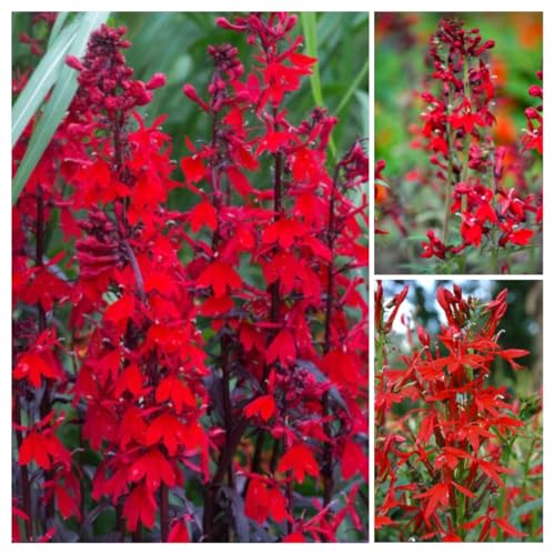 Cardinal Flower Seeds for Planting - 500+ Non-GMO Heirloom Seeds Vibrant Red Cardinal Flower for Hummingbirds Hardy Perennial Wildflower for Rain Gardens Pond Edges and Moist Soil Areas