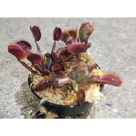 3 Small Sized Red Dragon Venus Flytraps - Fly Trap - (Dionaea Muscipula) Carnivorous Plant 3 inch Pot Cover