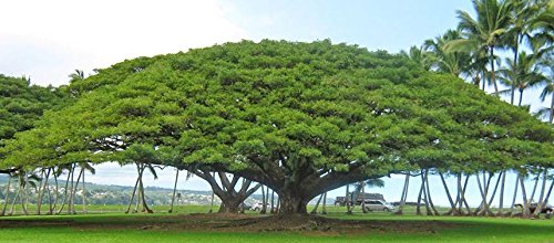Creative Farmer Tree Seeds : Enterolobium Saman - Shade Tree For Garden Home Garden Pack (B071YGQ7TG) Amazon Price History, Amazon Price Tracker