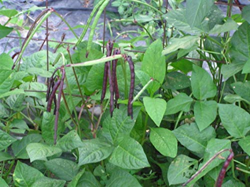 Purplehull Big Boy Cowpea - A Prolific, Bush-Type Variety-Great Yields (25 - Seeds) #TOP3