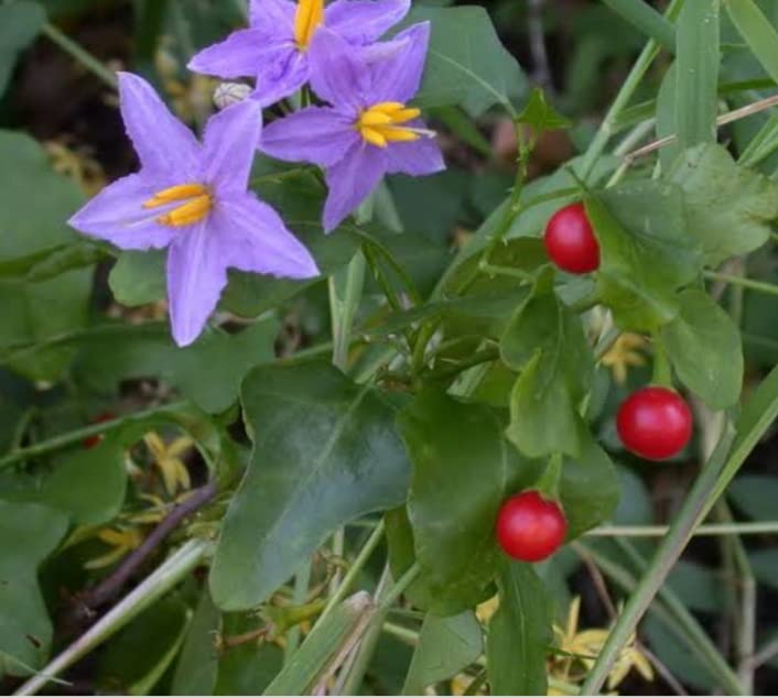 Thuthuvalai | Climbing Brinjal | Solanum trilobatum | Kantakari Live plant - 1 No in poly bag (B09ZLVVZG6) Amazon Price History, Amazon Price Tracker