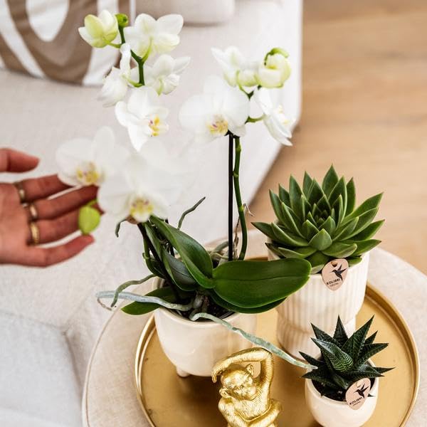 Zestaw roślin Luxury Living – biała orchidea Phalaenopsis Amabilis + sukulenty – trawertyn ceramiczne doniczki ozdobne – w zestawie fantazyjne akcesoria do małp – modny zestaw dekoracyjny do wnętrz