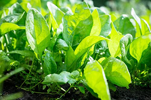Image of Palak seeds desi (250 seeds)