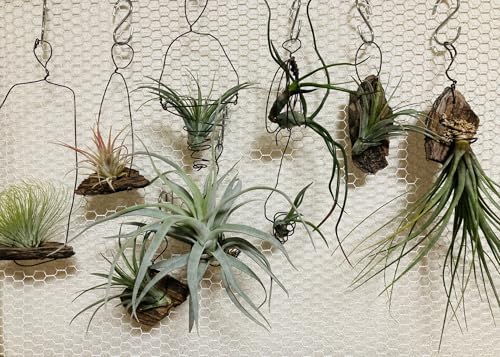 ؂݂ GAvc `WA STCY 1 10cmx ŷȂϗtA bȒPIS҂ɂ Ă₷ϗtA SҌ|Xg