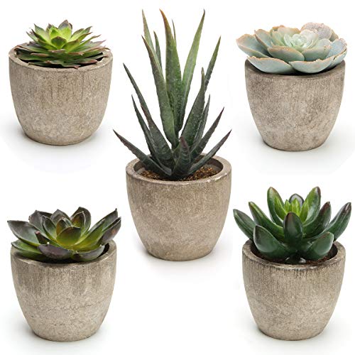 COITEK Lot de 5 plantes succulentes artificielles en pot assorties décoratives en pot - Faux cactus avec pots