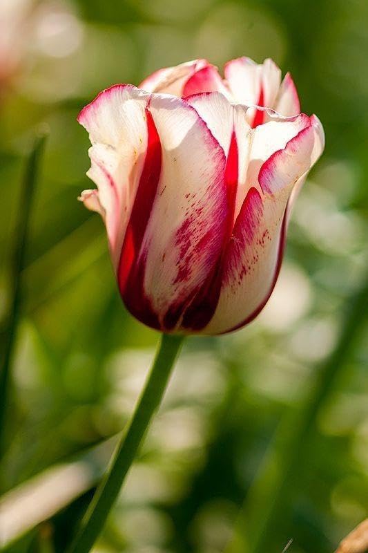 RADHA KRISHNA AGRICULTURE® Tulip Lily Flower Bulbs red & cream mix