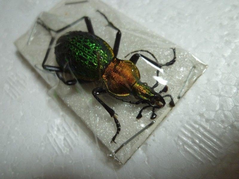 海外産標本｜インドネシア産 ナナフシモドキ（木葉虫）昆虫標本 500mm程】マレーシアの超巨大ナナフシ ギネス 昆虫標本 500mm程