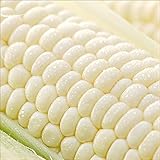 北海道産 朝採り とうもろこし ホワイトショコラ(10本入り) とうきび ギフト 北海道 お取り寄せグルメ