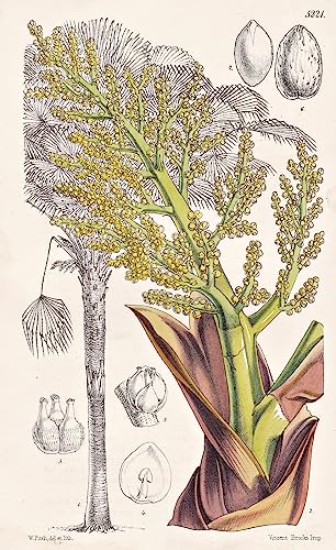 Chamaerops Fortunei. Mr. Fortune's Chamaerops. Tab. 5221 - Peru / Pflanze Planzen plant plants / flower flowers Blume Blumen / botanical Botanik botany / aus 