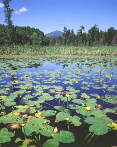 Adirondack: Wilderness
