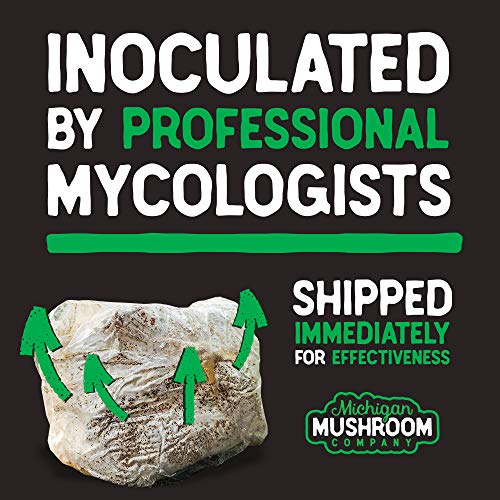 CO2 Emitting Reishi Mushroom Kits - Carbon Dioxide Booster (Standard)