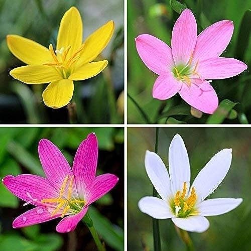 LiveNature Rain Lily Multicolor Flower Bulb (2 Bulbs) | Zephyranthus Mixed Flower Plant for Home Garden, Balcony & Indoor Outdoor Gardening-image-9