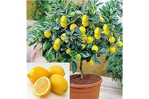 Grow Your Own Sweet, Tangy Lemon Bonanza with This Thriving Dwarf Meyer...