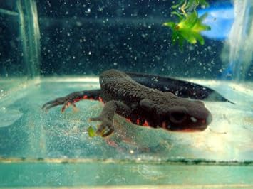 Amazon アカハライモリ 日本イモリ 生体 名生園 こだわりの生体をお届けします 名生園 観賞魚 水中生物 通販 Amazon アカハライモリ 日本イモリ 生体 名生園 こだわりの生体をお届けします 名生園 観賞魚 水中生物 通販
