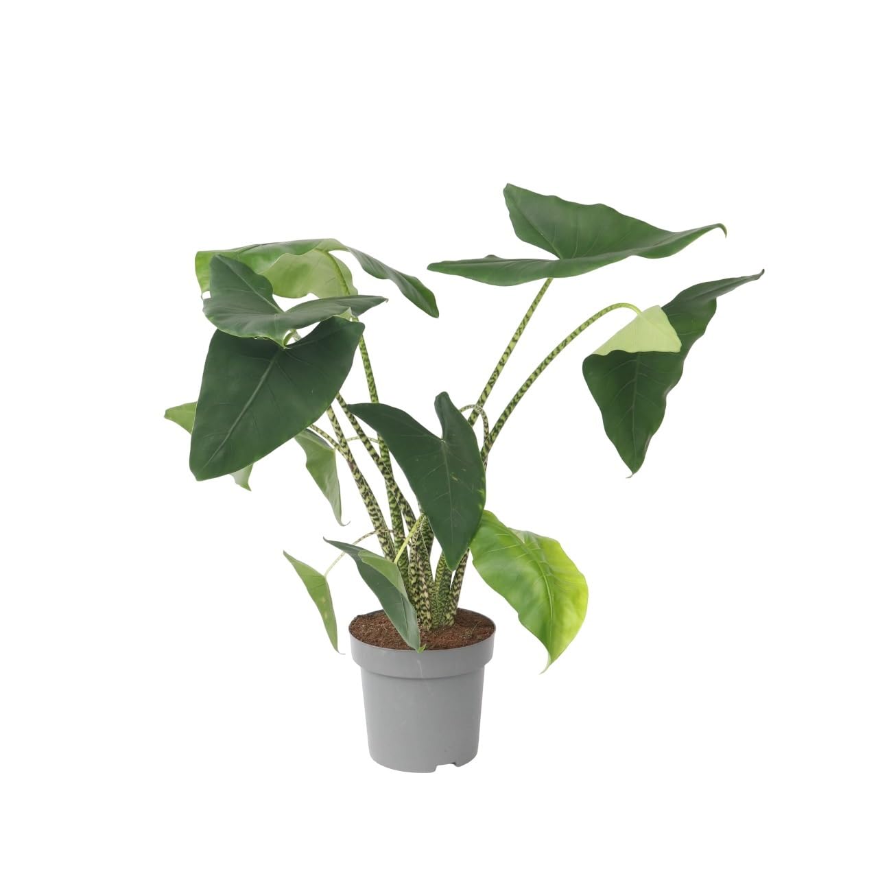 Plant in a Box - Alocasia zebrina - Grse Luftreinigende Zimmerpflanze -  Topf 32cm - Hhe 140-150cm : Amazon.de: Garten