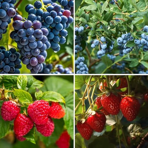 Mixrug 1000+pcs Mixed Berry Seeds Kit for Planting (Grapes, Strawberries, Blueberries, Raspberries Seed Pack), Non-GMO Perennial Fruits Seeds, Home Garden Plants for Outdoors