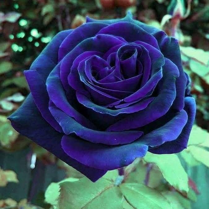 Nursery Live Rare Exotic Rose Flower Bud 1 Live Plant in Polybag - Variety : Blue Purple