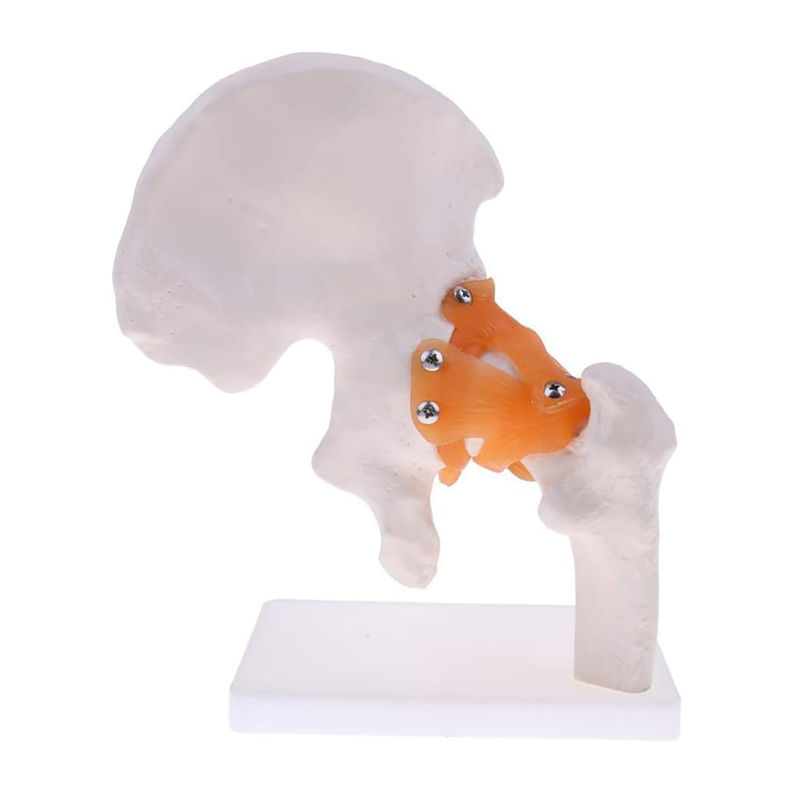 GTHTUHFD Anatomy Skeleton Model, Human Anatomy Model Skeleton Model, Human Hip Bone Model For Medical Educational Training