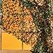 Awesome Army Camouflage Curtain for Boys!