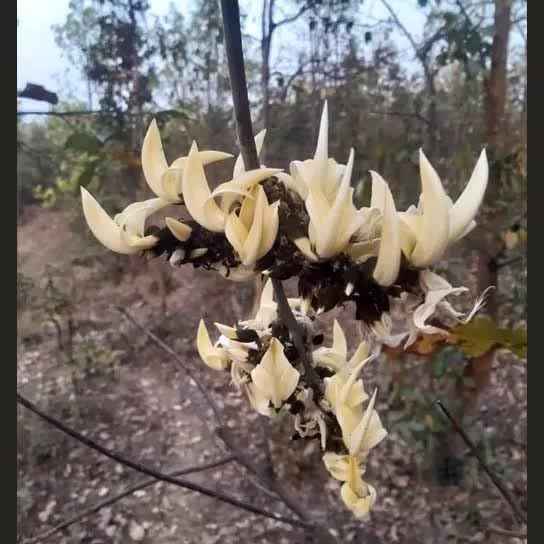 White Palash/Butea Monosperma Flower live Plant (B0DC5NL896) Amazon Price History, Amazon Price Tracker