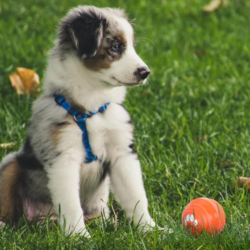Songsier Interaktiver Hundeball Hundespielzeug Intelligenz mit Automatischer Rollfunktion der Hundeball ist aus Naturkautschuk mit LED Licht und Schnell Aufladbar