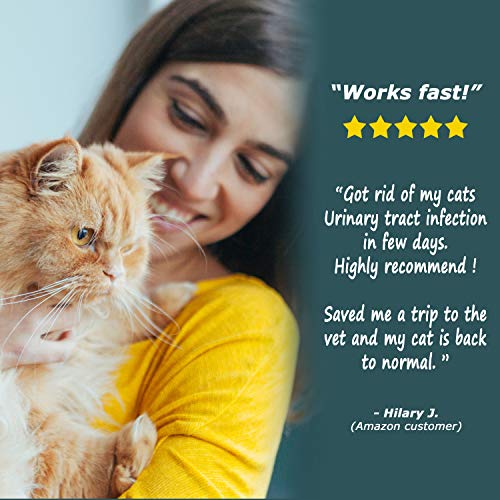 Cat UTI Treatment - Image 4