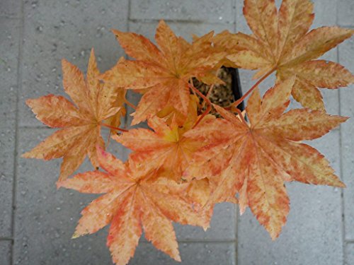 Kumoi Nishiki Korean Maple - 3 Year Plant - Dwarf Variegated - Surviving In Climates Where Japanese Maples Cannot To –40°F - Acer Pseudosieboldianum 'Kumoi Nishiki'- 3 - Year Live Plant #TOP4
