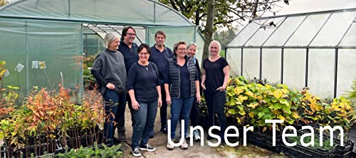 Seedeo® - Tulpen Pflückgarten Mix Farbenspiel 50 Zwiebeln mehrjährig - winterhart