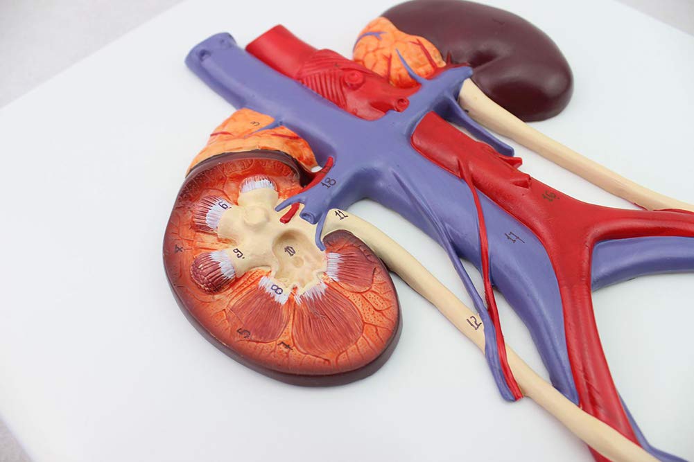 Model dydaktyczny, model układu moczowego, medyczny anatomiczny model układu moczowego człowieka, materiał PVC Model anatomiczny narządów ludzkich do wyświetlania w badaniach Model medyczny