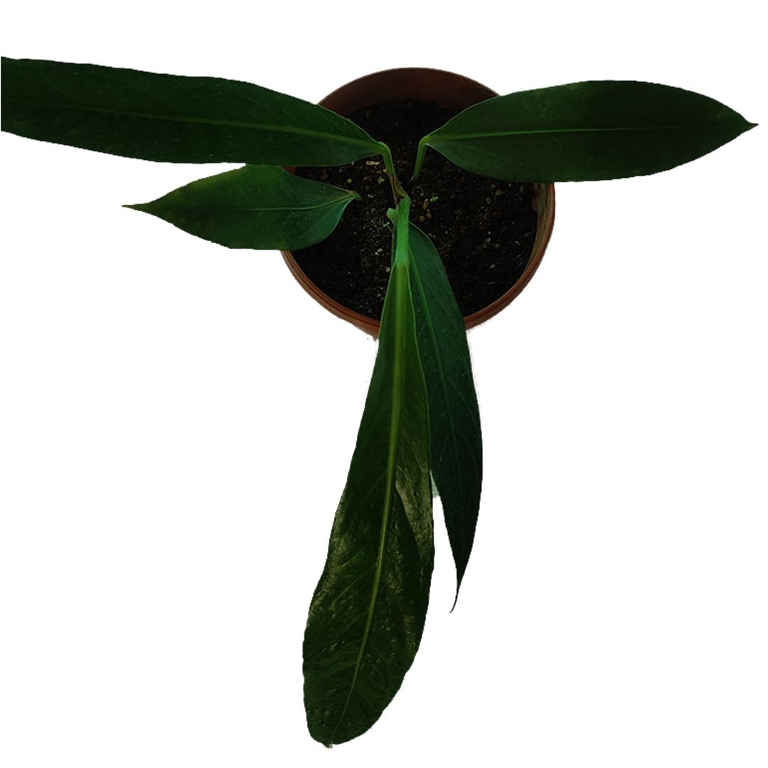 MyFlora Anthurium Big Bill | Large Glossy Red Flowers | Striking Indoor Plant | Air-Purifying | Without Pot