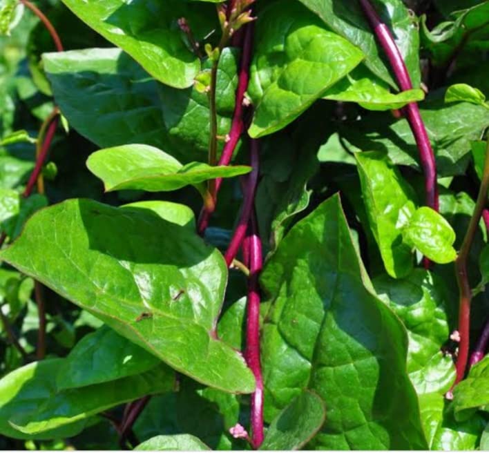 KODI PASALAI/MALABAR SPINACH/VINE SPINACH LIVE PLANT - 1 NO (B0B6FGHRS5) Amazon Price History, Amazon Price Tracker