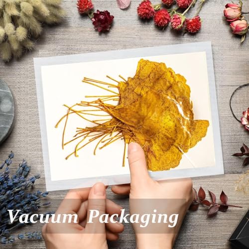 Hojas secas de Ginkgo amarillo para manualidades, 42 pcs miniatura 3