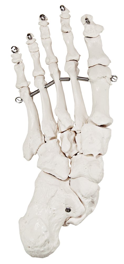 Axis Scientific Skeletal Foot | Right | Fully Articulated Flexible Foot Skeleton is Secured with Quality Wire to Demonstrate Movement | includes Product Manual