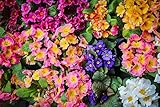 Primel, Aurikelprimel gemischt - Primula auricula -Eine bunte und duftende Mischung