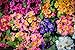 Primel, Aurikelprimel gemischt - Primula auricula -Eine bunte und duftende Mischung