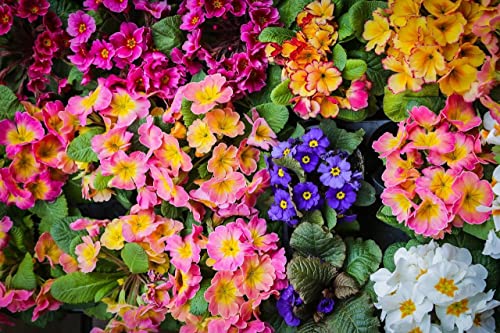 Primel, Aurikelprimel gemischt - Primula auricula -Eine bunte und duftende Mischung