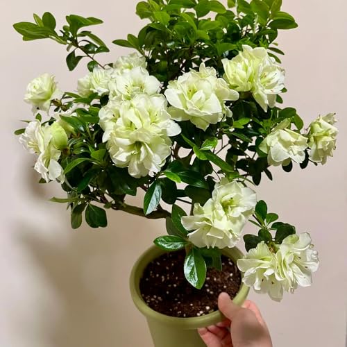 Semi di rododendro resistenti - perenni giardino balcone, tappezzanti azalea decorazione 150pcs