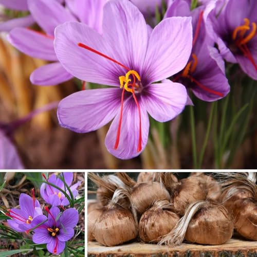 Image of Crocus Sativus Bulbs /Saffron Flower Bulbs for Planting, Home and Terrace Garden, Pack of 10 Pieces