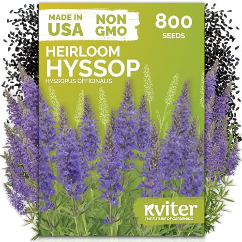 KVITER 800 Hyssop Seeds (Hyssopus Officinalis) - Syrian Oregano Aromatic Medicinal Herb with Blue Flowers Heirloom Seed Packets - Perennial Herb Seeds for Gardens Containers & Outdoor Beds