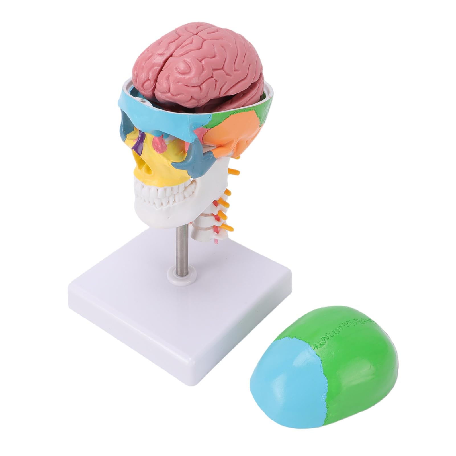 Pongnas Kolorowy Model Czaszki z Mózgiem i Kręgosłupem Szyjnym Szczegółowy Model Ludzkiej Czaszki z PVC do Nauczania Anatomii Studenci Medycyny i Entuzjaści Sztuki 19x11x11cm