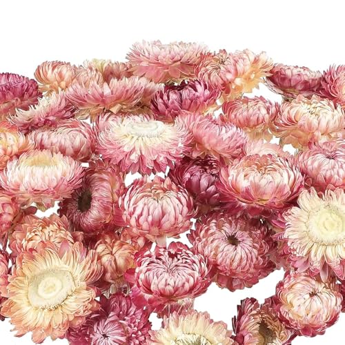 SSyang 120 Pzs Mini Flores secas para Resina, pequeñas Flores secas Naturales para Manualidades de Resina, Coloridas para pequeñas prensadas para DIY Colgante,Blanco Rosado