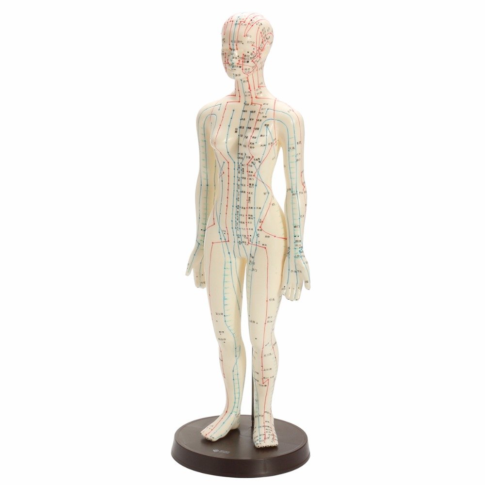 Buy 1PC Human Body Acupuncture Model Female Meridians Model Chart Book ...
