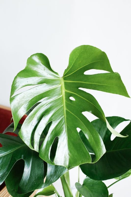 Image of Original Monstera Deliciosa Live Plant with Grow Bag & Pot | Air Purifying Tropical Indoor Houseplant | Large Leaf Evergreen Foliage Plant for Home Office Living Room Indoor Garden Decor | Pack of 1