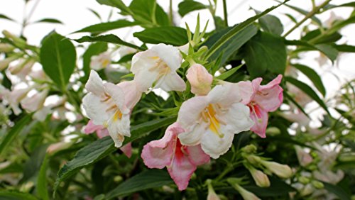 Proven Winners - Weigela florida Sonic Bloom Pearl (Reblooming Weigela) Shrub, white flowers, #3 - Size Container